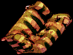 995.bmp