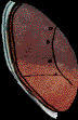 41.bmp